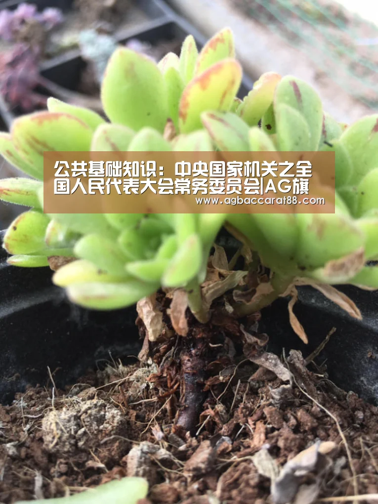 AG旗舰厅